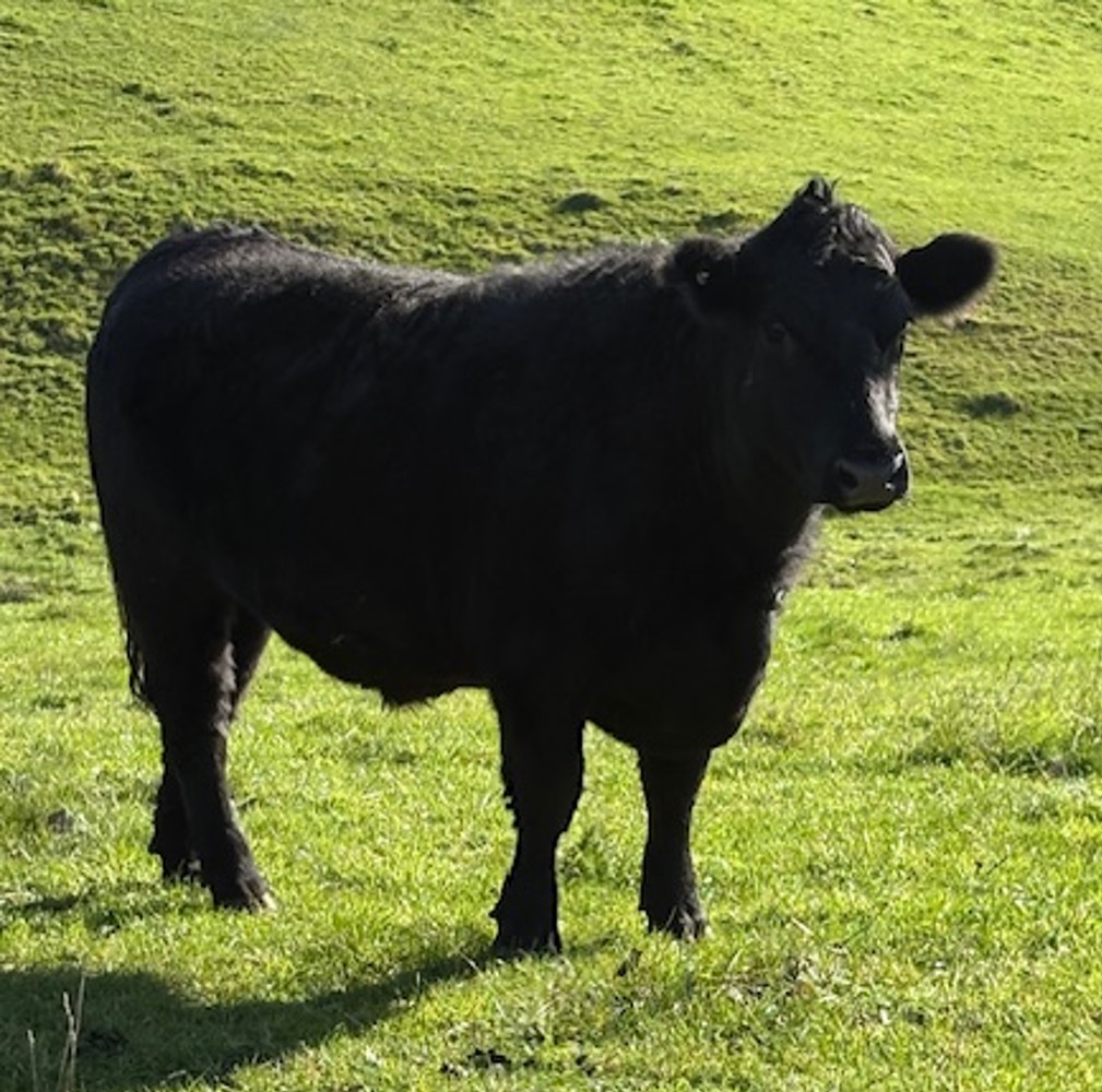 Prime Cuts Homekill - beef