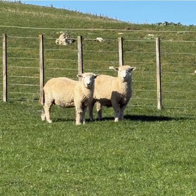 Prime Cuts Homekill - lamb