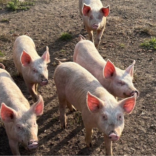 Prime Cuts Homekill - pork